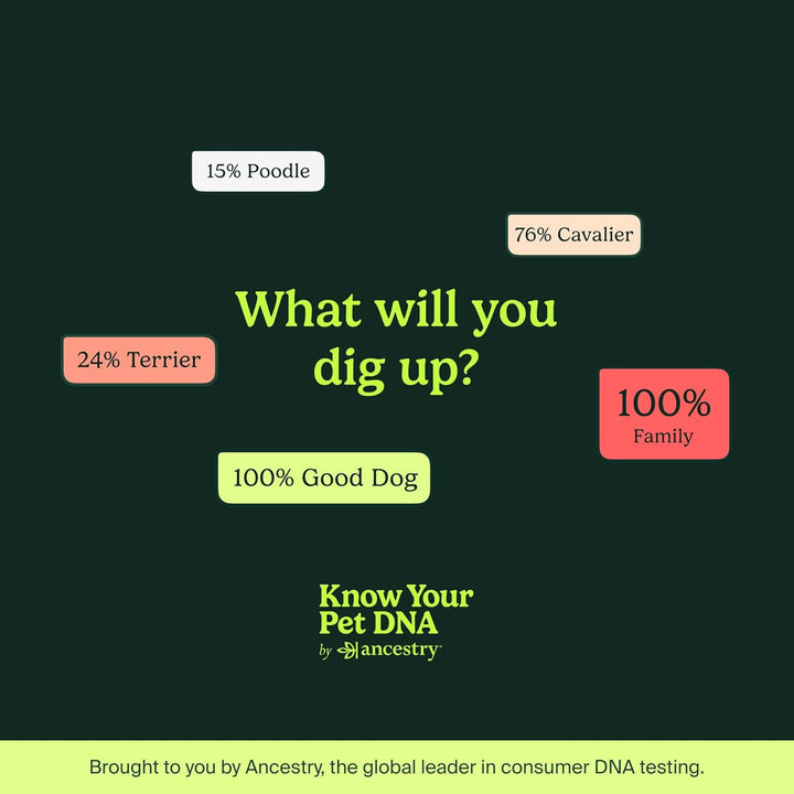 Ancestry Dog DNA Test: At-Home Testing, Breed Identification & Trait Insights, Canine Genetics Analysis, Unique Pet Parent Gift, New Puppy Essentials
