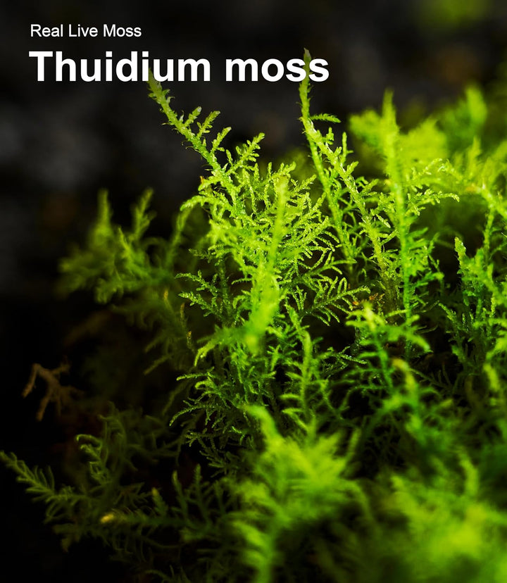 Live Moss Variety Pack – 3-Pack Mixed Mosses (Each 3.5" X 7") – Real Sheet Moss for Terrariums, Bonsai, Reptile Tanks, Succulents & DIY Plant Crafts, Living Moss for Terrarium, Indoor Planters