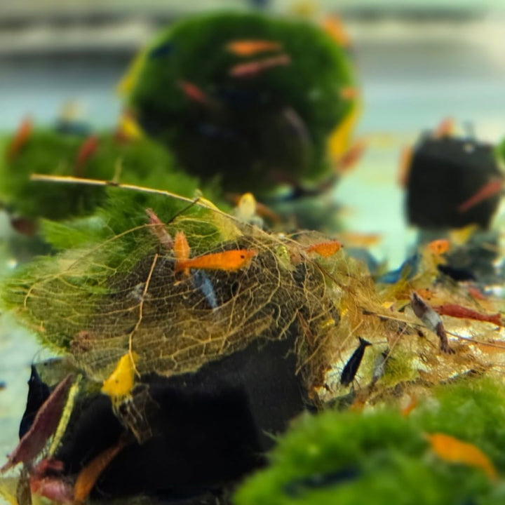 ™ Premium Neocaridina Shrimp – a Perfect Combo to Brighten Your Aquarium! (20 Mixed + 1MYSTERY Snail)