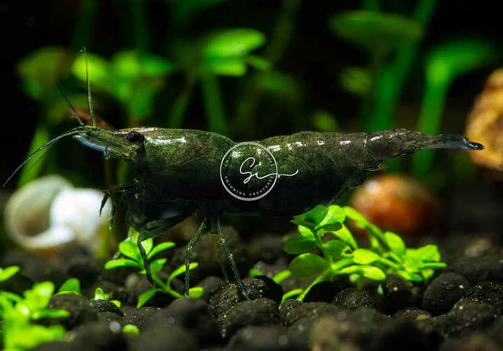 ™ Premium Neocaridina Shrimp – a Perfect Combo to Brighten Your Aquarium! (20 Mixed + 1MYSTERY Snail)