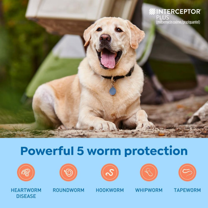plus Prevention for Heartworm + 4 Other Worms for Dogs 50.1-100 Lbs. | 6 Chews, 6-Month Supply