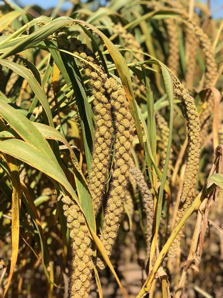 Premium Non-Gmo Spray Millet Treat | Hand-Harvested Bird Snack | 100% Edible Tops | Sun-Dried Supplement for Parakeets, Cockatiels, Finches, Lovebirds, Canaries