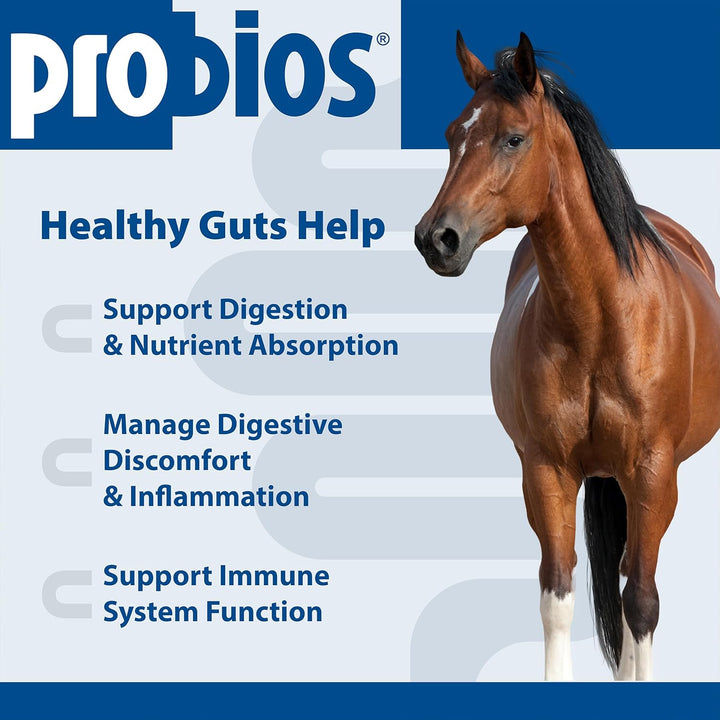 for Horses Soft Chews, Daily Probiotic Supplement for Gut Health, Digestion & Immune Support, Horse Supplies, Apple Flavor, 1.32 Lbs (600 Grams)