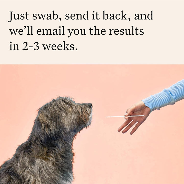 Panel Premium Dog DNA Kit: Most Comprehensive with 265+ Health Tests, Identify 365+ Dog Breeds, 50+ Traits, Relatives, Ancestry, Genetic Diversity - Pack of 1