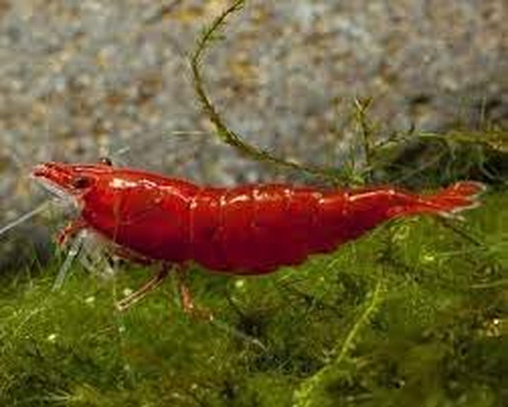 ™ Premium Neocaridina Shrimp – a Perfect Combo to Brighten Your Aquarium! (20 Mixed + 1MYSTERY Snail)