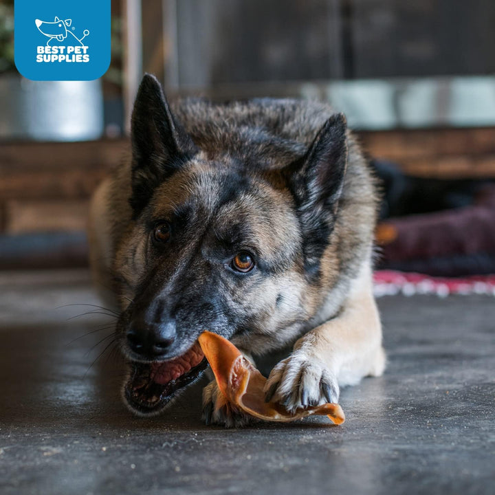 Gigabite Roasted Pig Ears for Dogs - Natural Dog Chews, Roasted Pigs Ears, Safe for Puppies and Aggressive Chewers, Cleans Teeth and Gums - Whole Ears, Pack of 22