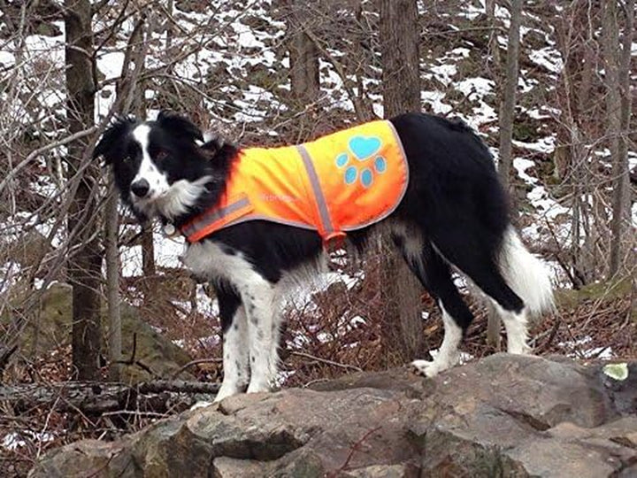 Reflective Dog Vest. Hi-Visibility, Fluorescent Blaze Orange Dog Vest Helps Protect Your Best Friend. Safeguard Your PUP from Motorists & Hunting Accidents, on or off Leash (Medium)