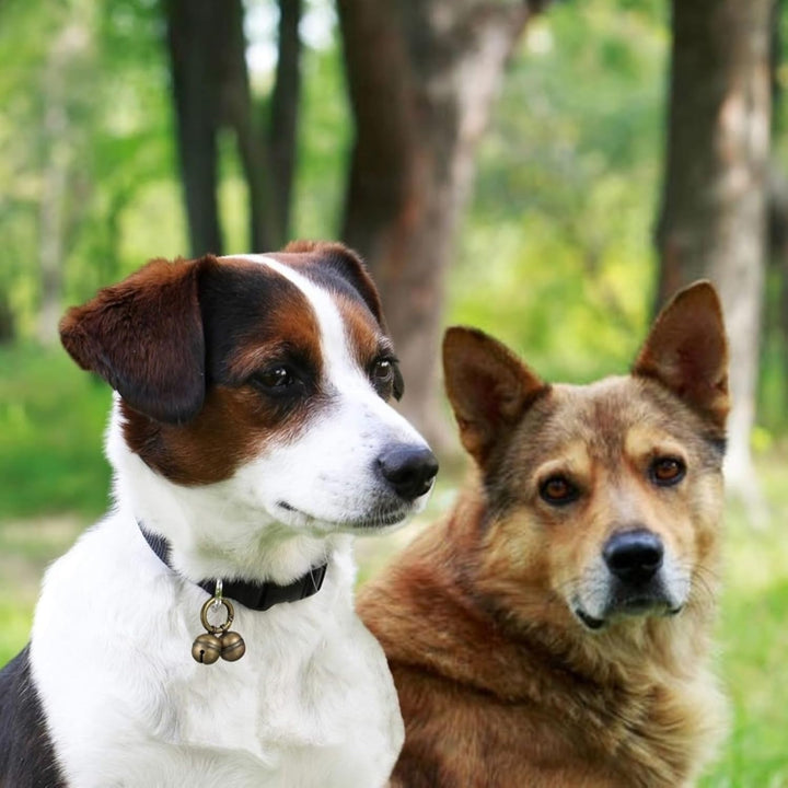 Dog Bells for Pet Tracking, 4 Extra Loud Dog and Cat Bells for Collar,Copper Bells with Quick Clips