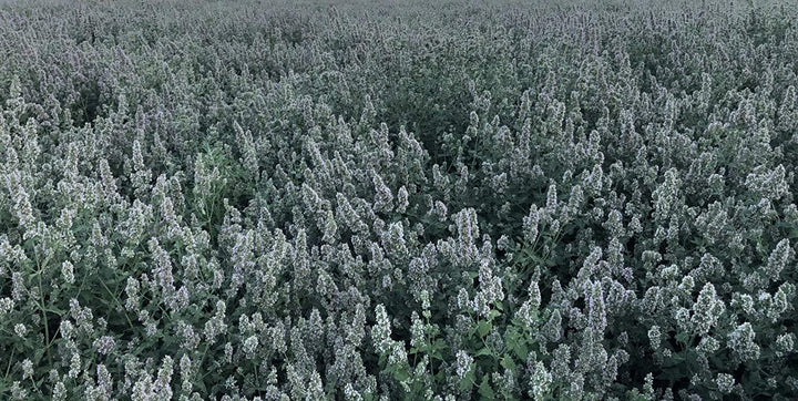 | Ultimate Blend Catnip & Silver Vine | Premium Usa-Grown Catnip for Toys & Playtime | Fresh, Potent, Non-Toxic, Eco-Friendly | Safe for Kittens & Cats | Resealable 2 Oz Tub