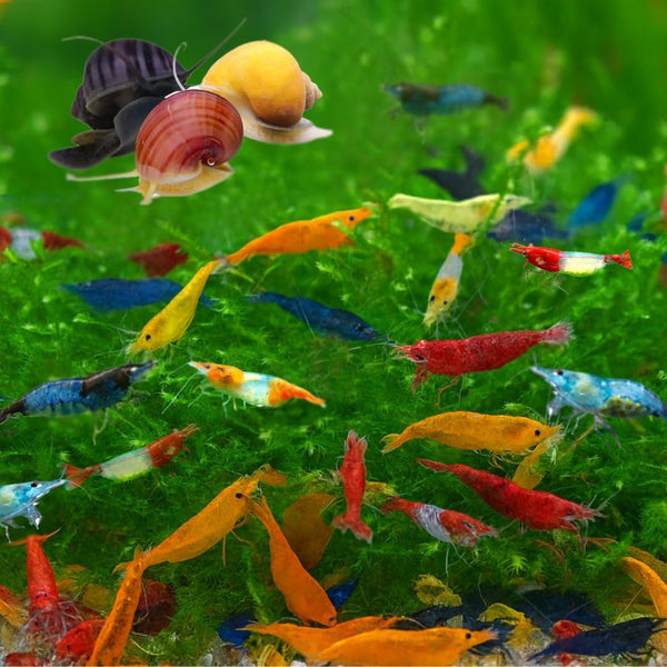 ™ Premium Neocaridina Shrimp – a Perfect Combo to Brighten Your Aquarium! (20 Mixed + 1MYSTERY Snail)