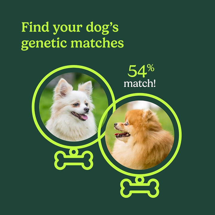Ancestry Dog DNA Test: At-Home Testing, Breed Identification & Trait Insights, Canine Genetics Analysis, Unique Pet Parent Gift, New Puppy Essentials