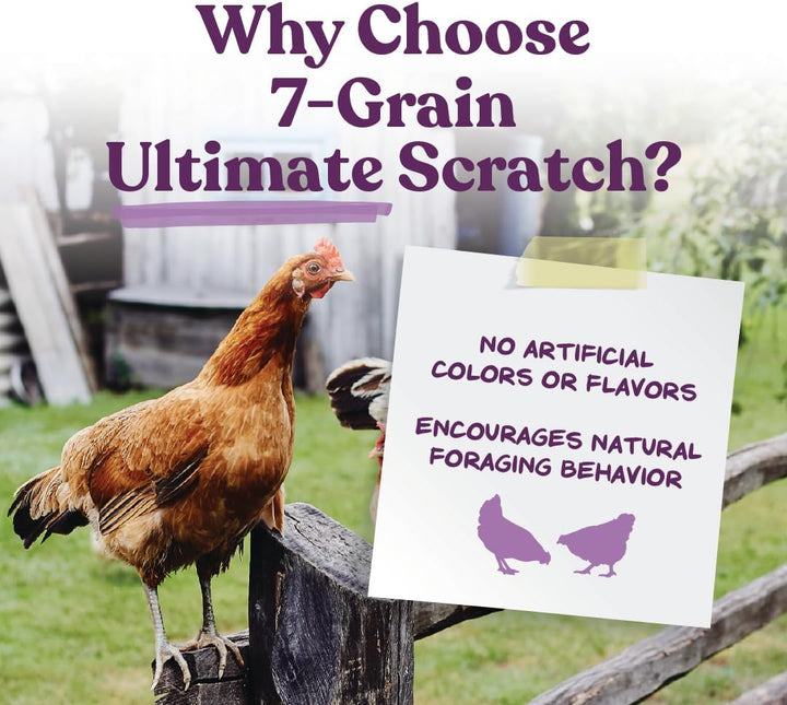 7-Grain Ultimate Chicken Scratch – Non-Gmo Scratch Grain Treat for Chickens, Hens and Other Birds – Natural Multigrain Blend for Poultry and Backyard Flocks – 10 Lb Bag