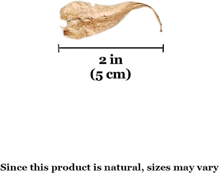 50 Pcs Catappa Indian Almond Leaves for Betta Fish Tank Aquarium, 2” Water Conditioner Leaves, Leaf Also Suitable for Shrimp, Goldfish, Guppy and Frogs