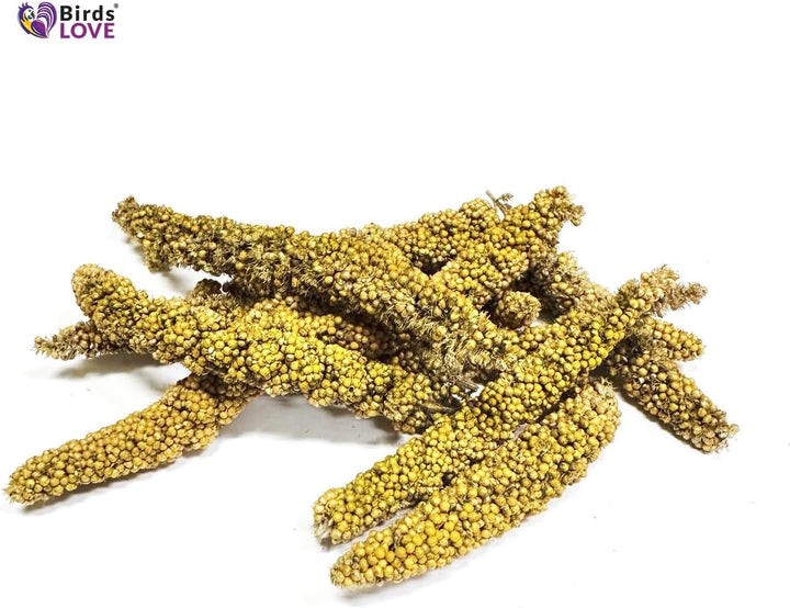 Millet Tips & Tails for Birds - Parakeets, Cockatiels, Lovebirds, Finches, Budgies, Canaries, Cockatoos - Natural & Healthy Millet for Birds - Parakeet Food & Treats for All Parrots, 1Lb