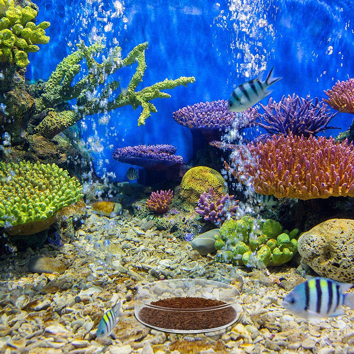 3 Pieces Aquarium Shrimp Feeding Dish Clear Glass Fish Tank Feeding Bowl Food Bowl Freshwater Tray Feeder, 60Mm, 65Mm, 80Mm