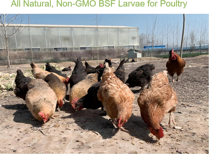 10Lb Dried Black Soldier Fly Larvae Chicken Feed,100% Natural Non-Gmo BSF Larvae,More Calcium than Mealworms,High Protein Chickens Treats, Food for Wild Birds, Ducks, Laying Hens