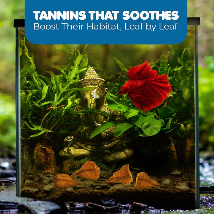 50 Pcs Catappa Indian Almond Leaves for Betta Fish Tank Aquarium, 2” Water Conditioner Leaves, Leaf Also Suitable for Shrimp, Goldfish, Guppy and Frogs