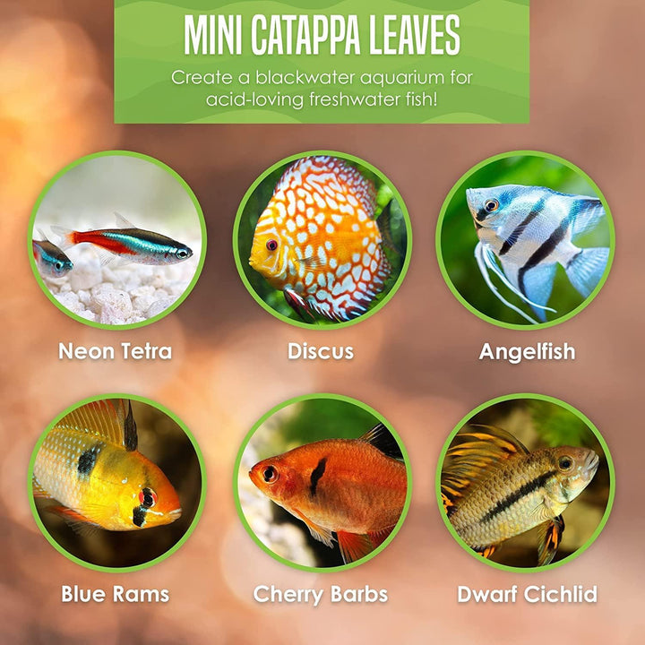 50 Pcs Catappa Indian Almond Leaves for Betta Fish Tank Aquarium, 2” Water Conditioner Leaves, Leaf Also Suitable for Shrimp, Goldfish, Guppy and Frogs