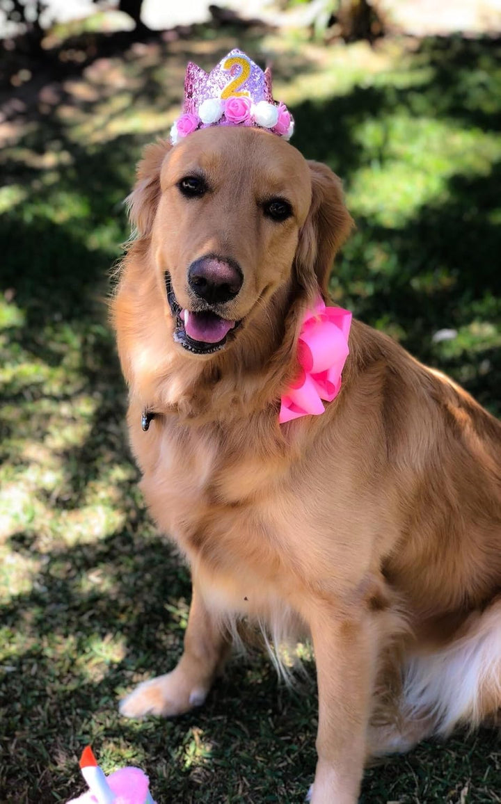 Pink Crown Dog Birthday Party Hat for Girls Reusable Birthday Party Cat Kitten Headband with 0-9 Figures Charms Grooming Accessories with Glue Pack of 1