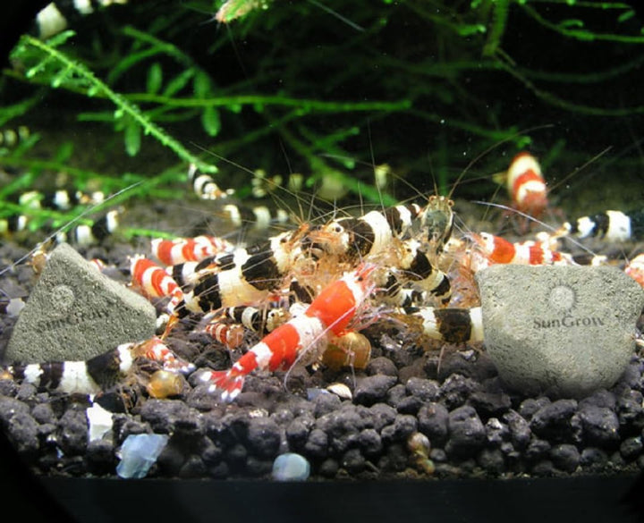 Shrimp Rocks, Calcium, Magnesium Rocks for Crayfish, Hermit Crab, Snails, Crustacean Care, Aquarium Decor for Crystal Red, Amano and Ghost Shrimps, Nano Tank Accessories, Fish Tank Supplies