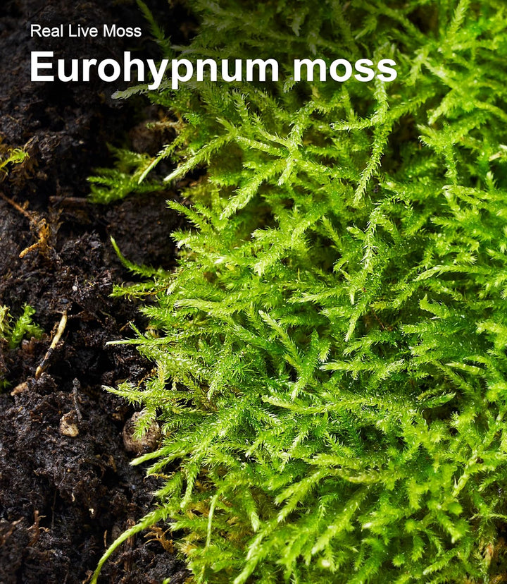 Live Moss Duo Pack – 2 Varieties Mixed Moss for Reptile Terrariums, Amphibian Habitats, Bonsai, Vivariums