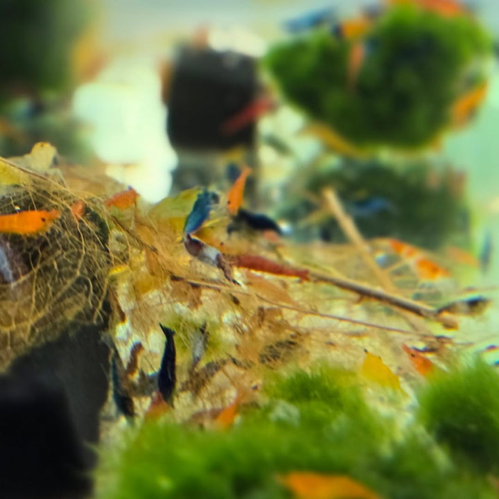 ™ Premium Neocaridina Shrimp – a Perfect Combo to Brighten Your Aquarium! (20 Mixed + 1MYSTERY Snail)