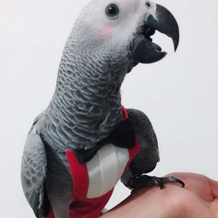 2 Pack Bird Diapers, Cockatiel Tuxedo Flight Suite, Reusable Parrot Nappy Clothes Costume for Wedding Party Birthday Cosplay Photo, Pigeon Pants Urine Wet Suit for Conure Macaw Budgies Parakeet