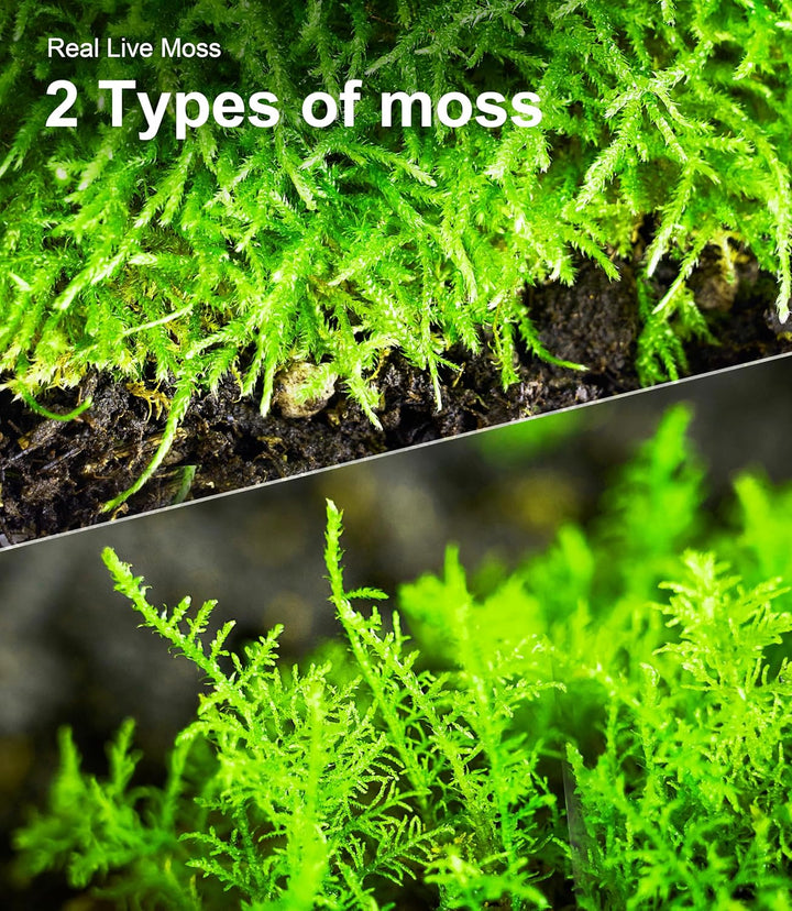 Live Moss Duo Pack – 2 Varieties Mixed Moss for Reptile Terrariums, Amphibian Habitats, Bonsai, Vivariums