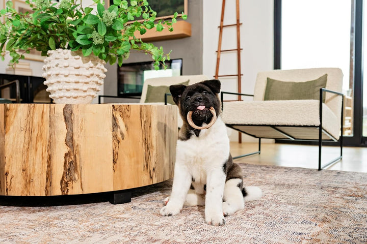 Puppy Teething Ring Pumpkin Flavor 7.2 OZ/(6 Pack)