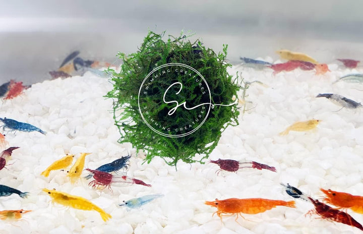 ™ Premium Neocaridina Shrimp – a Perfect Combo to Brighten Your Aquarium! (20 Mixed + 1MYSTERY Snail)