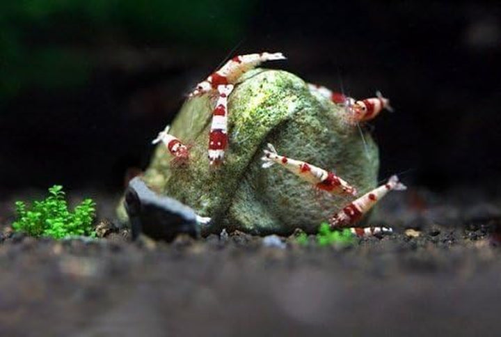 Shrimp Rocks, Calcium, Magnesium Rocks for Crayfish, Hermit Crab, Snails, Crustacean Care, Aquarium Decor for Crystal Red, Amano and Ghost Shrimps, Nano Tank Accessories, Fish Tank Supplies