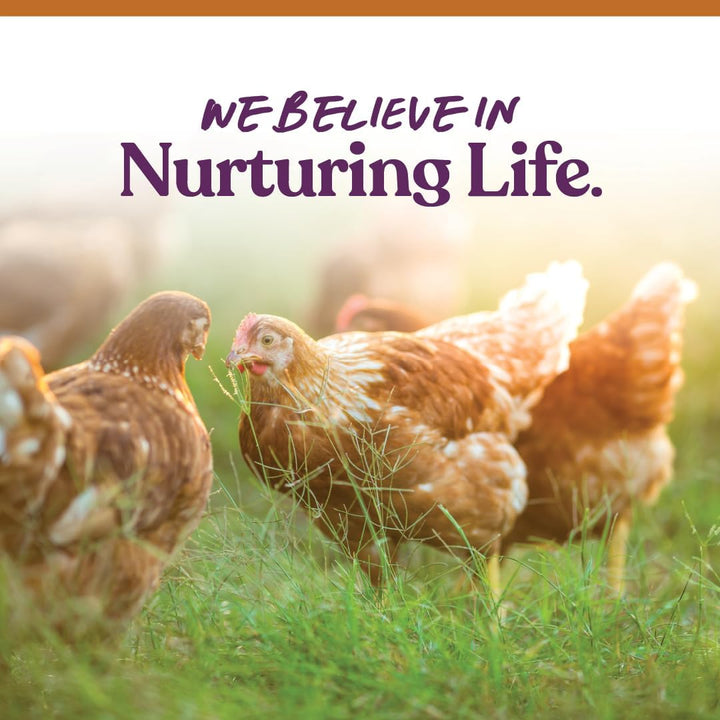 7-Grain Ultimate Chicken Scratch – Non-Gmo Scratch Grain Treat for Chickens, Hens and Other Birds – Natural Multigrain Blend for Poultry and Backyard Flocks – 10 Lb Bag