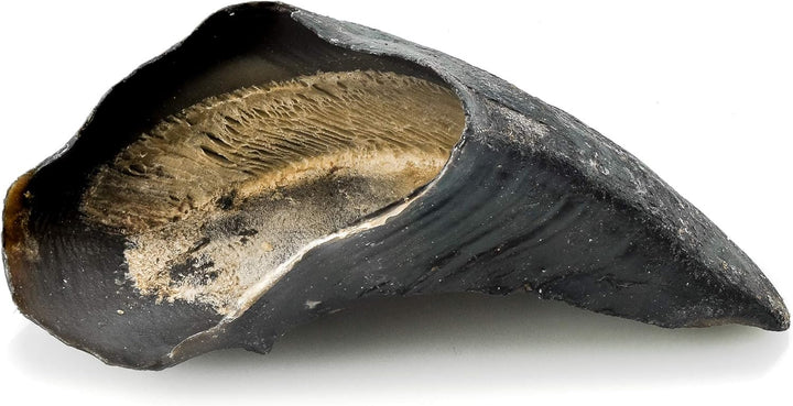 Natural Cow Hooves - 12 Count (Pack of 1) - Single Ingredient, Long-Lasting, Grass-Fed, Promotes Dental Health