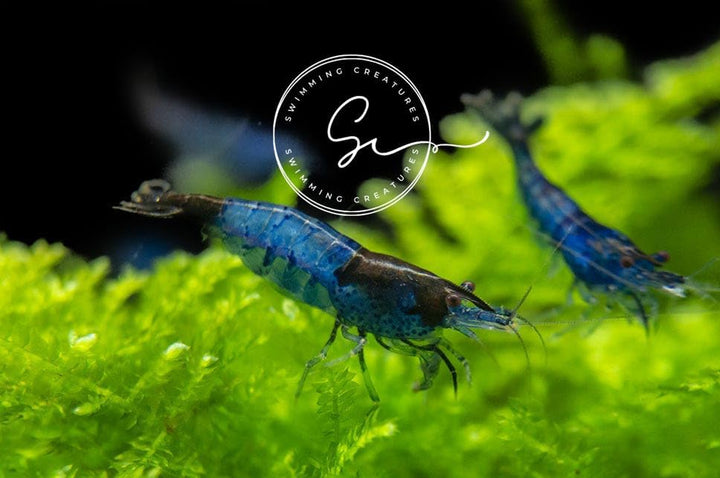 ™ Premium Neocaridina Shrimp – a Perfect Combo to Brighten Your Aquarium! (20 Mixed + 1MYSTERY Snail)