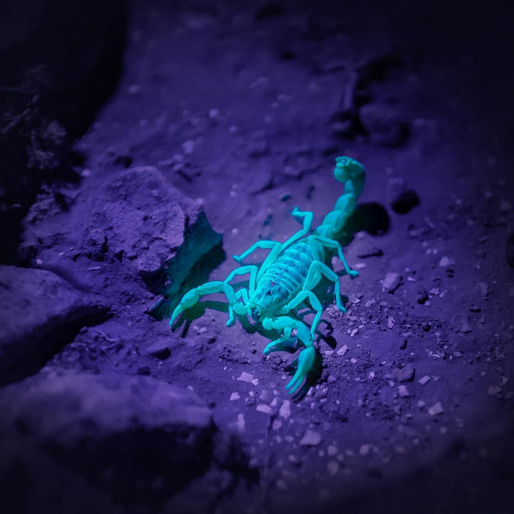 2 UV Black Light Flashlight, 2 Pack 395Nm Mini Pen Light with Clip, Waterproof Ultraviolet Flashlight for Leak, Pet Urine, Scorpion, Hotel Inspection, Dry Stain and Bed Bug.