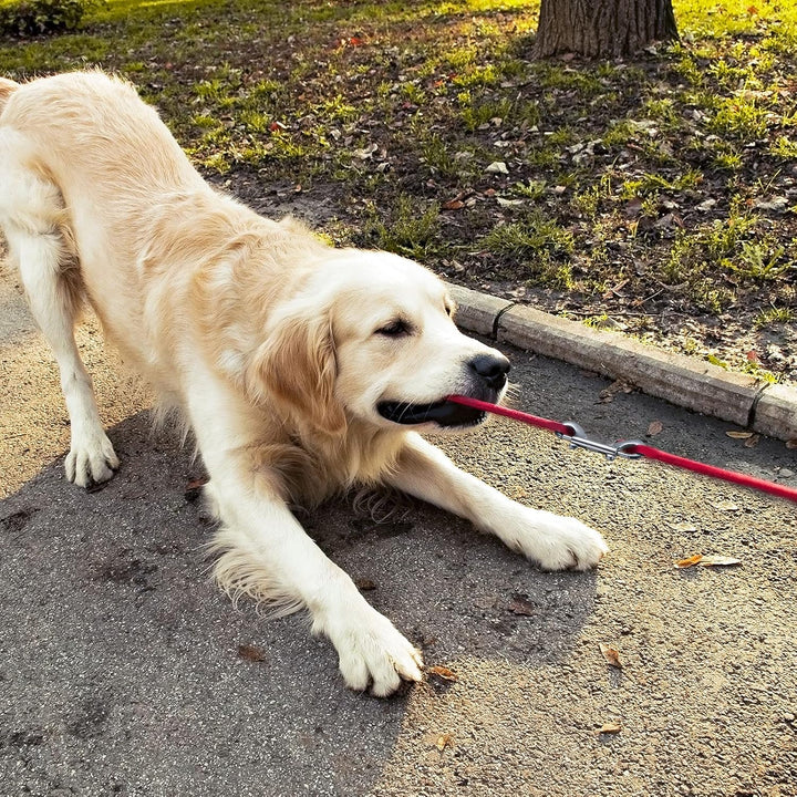 12 Pieces Double Ended Bolt Snaps Hook Zinc Alloy Double Trigger Clips Home Pet Accessory for Linking Dog Leash Collar Leash Key Chain Horse Tack Pet Sling Feed Buckets (3.5 Inch)