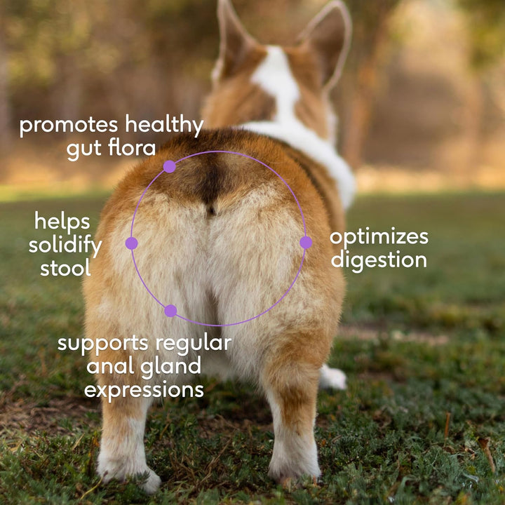 Wondergland - Dog Anal Gland Treatment Using Fiber for Dogs - Prevent Scooting for Dogs Anal Gland Supplement Including Dog Gut Health Probiotics for Anal Gland Support - 30 Scoops