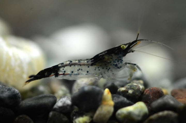 ™ Premium Neocaridina Shrimp – a Perfect Combo to Brighten Your Aquarium! (20 Mixed + 1MYSTERY Snail)