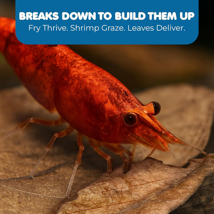 50 Pcs Catappa Indian Almond Leaves for Betta Fish Tank Aquarium, 2” Water Conditioner Leaves, Leaf Also Suitable for Shrimp, Goldfish, Guppy and Frogs