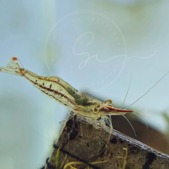 ™ Premium Neocaridina Shrimp – a Perfect Combo to Brighten Your Aquarium! (20 Mixed + 1MYSTERY Snail)