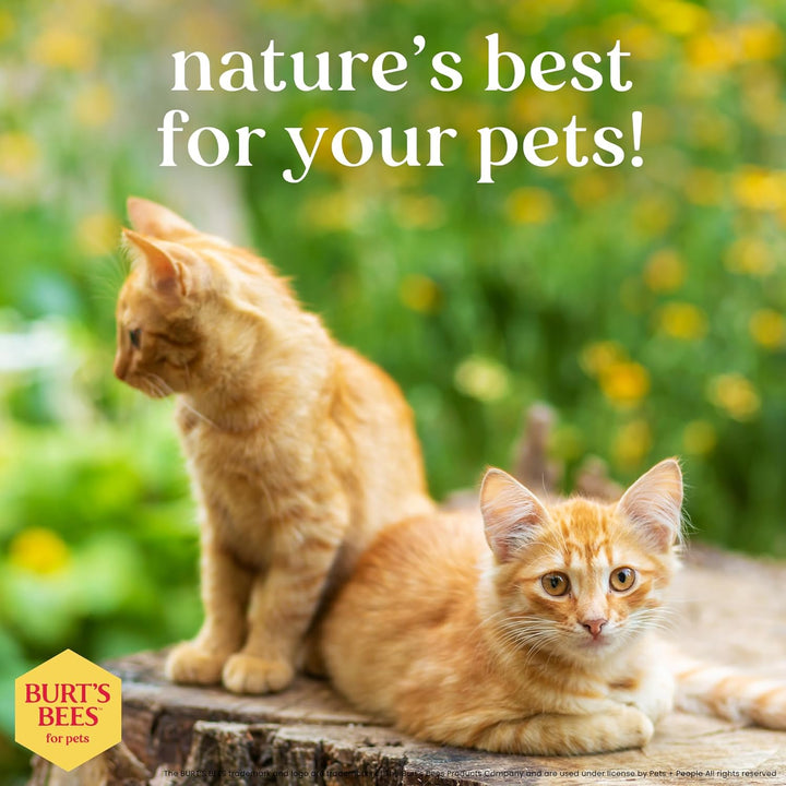 Hypoallergenic Cat Shampoo with Shea Butter and Honey - a Gentle Kitten Shampoo for Indoor Cats with Dry & Itchy Skin, Sensitive Skin, Cat Bathing Supplies, 10 Fl Oz