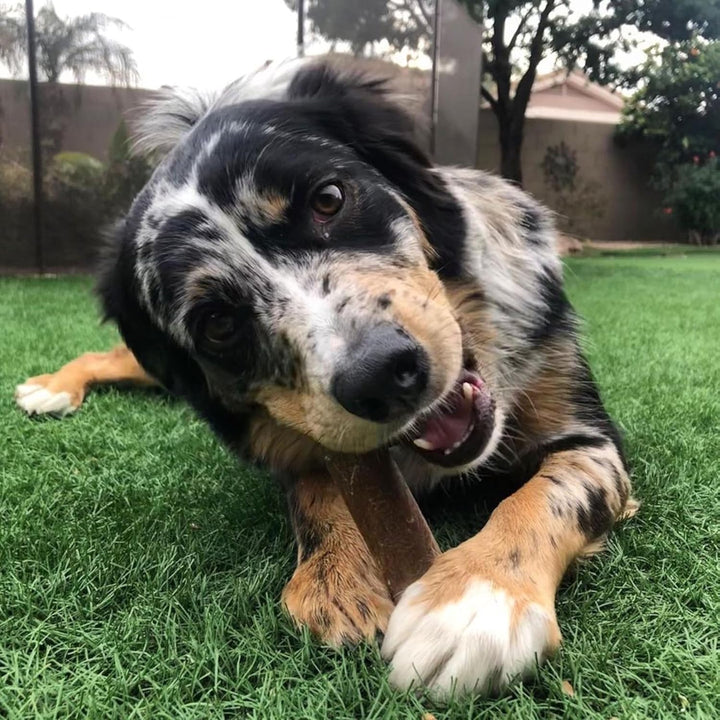 Healthy Edibles Natural Dog Chews Long Lasting Bacon Flavor Treats for Dogs, X-Large/Souper (2 Count)