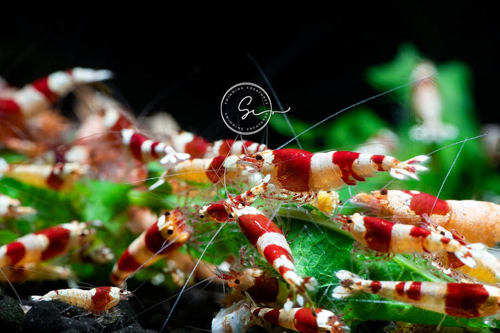 ™ Premium Neocaridina Shrimp – a Perfect Combo to Brighten Your Aquarium! (20 Mixed + 1MYSTERY Snail)