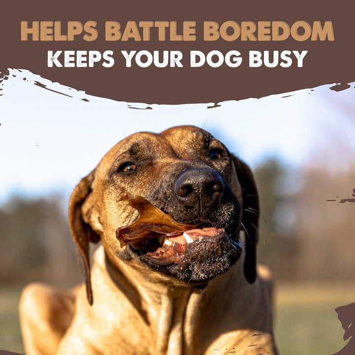 Half Pig Ears for Dogs - All Natural, Single Ingredient Treats. Better than Rawhide Pet Snacks for Small and Large/Medium Pets. Pigs Ear Dogs Chews (12 Pack)