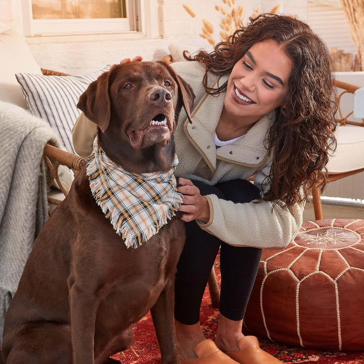 Limited Edition Apple Cinnamon Flavor Biscuit Dog Treats, 8 Ounce