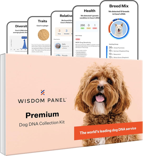 Panel Premium Dog DNA Kit: Most Comprehensive with 265+ Health Tests, Identify 365+ Dog Breeds, 50+ Traits, Relatives, Ancestry, Genetic Diversity - Pack of 1