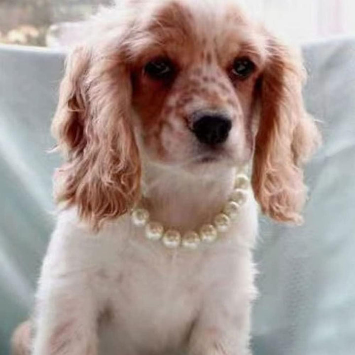 Adorable Pet Pearl Collar Adjustable Cat Dog Pet Necklace Jewelry Chihuahua York Girl Clothing Dress Accessories