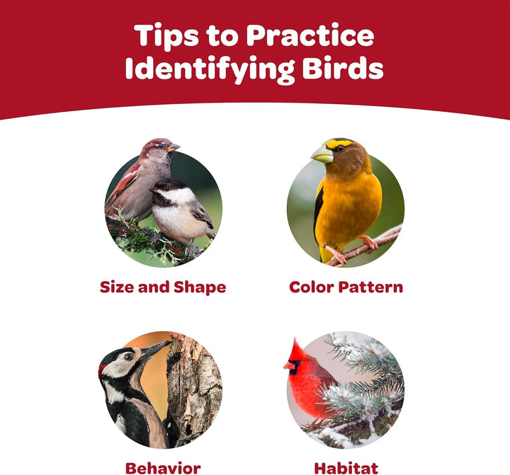 All American Wild Bird Food Seed Blend, 5 Pound