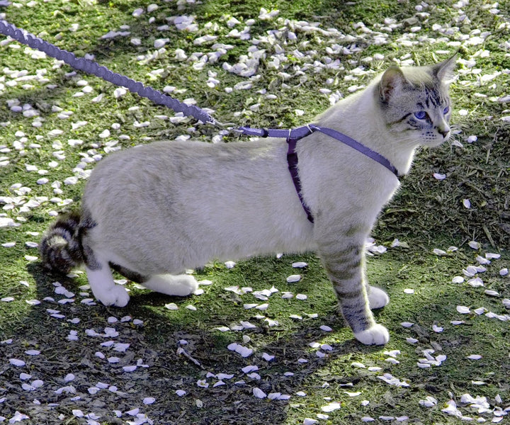 Come with Me Kitty Cat Harness & Bungee Leash - Comfortable No-Choke Harness with Lightweight Bungee Leash for Outdoor Fun - Escape Free Pulling Prevention - Medium - Lilac
