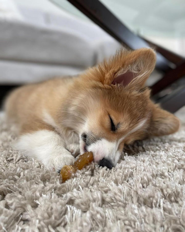 Ring Bone Chew Toy for Puppies, Puppy Teething Toys, Puppy Enrichment Toys, Chicken Flavor, X-Small Dogs - up to 15 Lbs, 1 Count